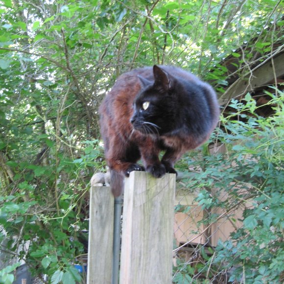 * Welcome to my Closet. Please Read! *  ~ Meet your Posher, Gina - Picture 16 of 16